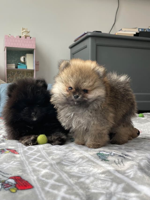 Pomeranian Puppies media 5