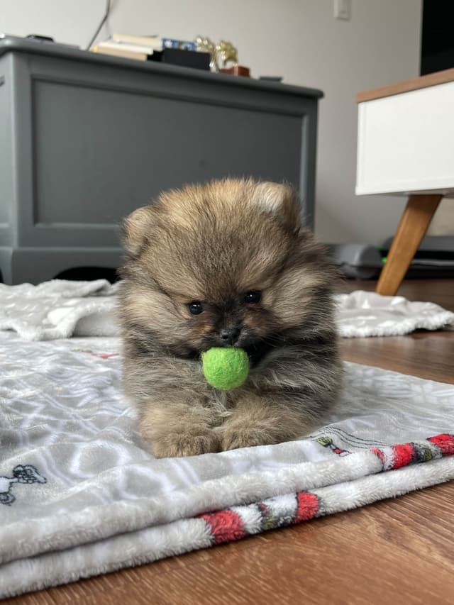 Pomeranian Puppies media 6
