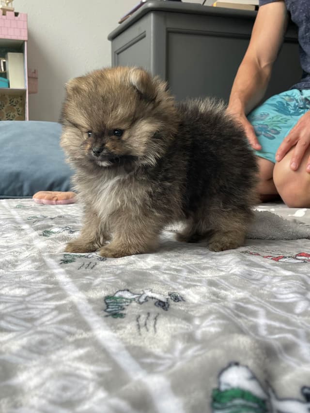Pomeranian Puppies media 7