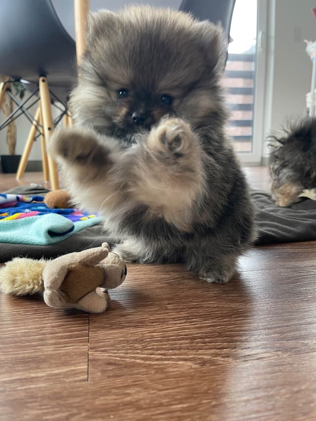 Pomeranian Puppies media 8