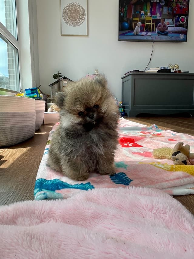 Pomeranian Puppies media 9