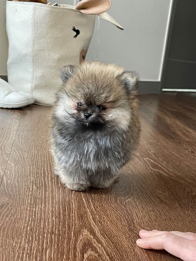 Pomeranian Puppies media 10