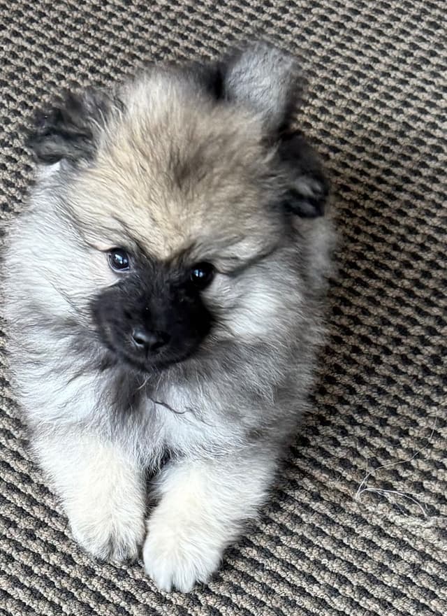 Keeshond Puppies media 3