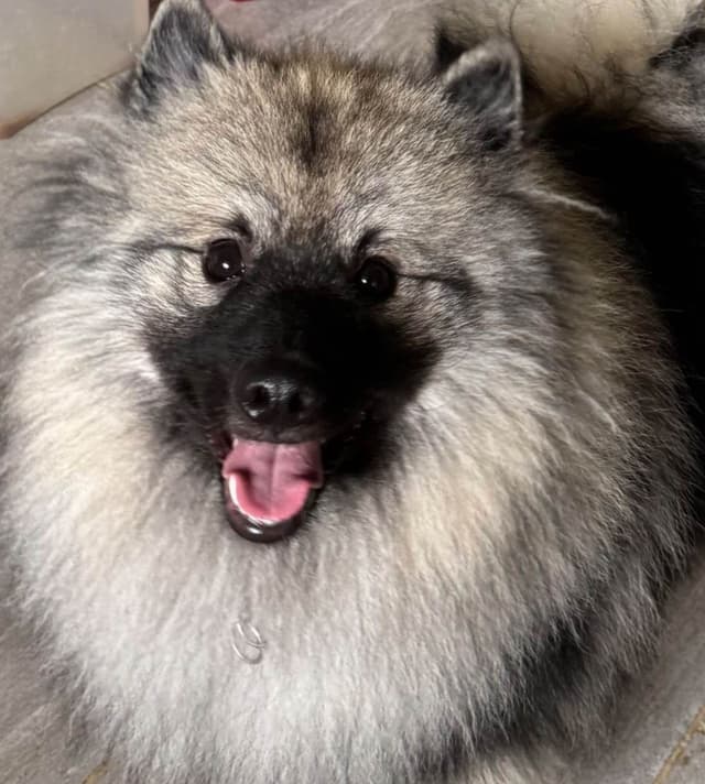 Keeshond Puppies media 2
