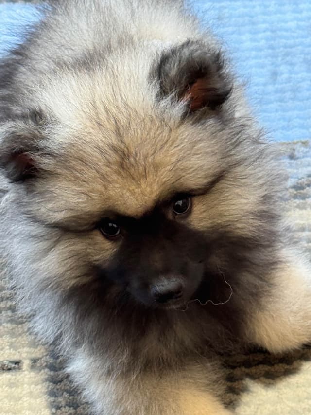Keeshond Puppies media 4