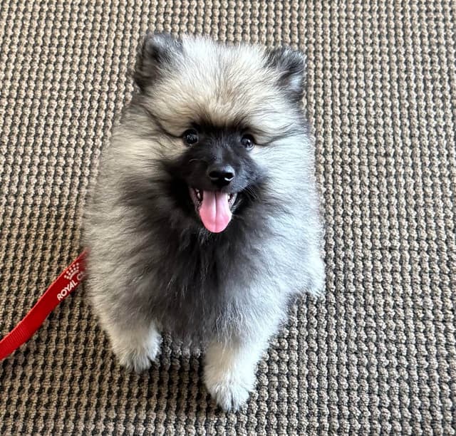 Keeshond Puppies media 5
