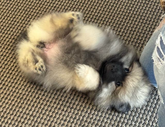 Keeshond Puppies media 7