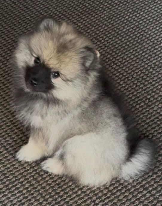 Keeshond Puppies media 6