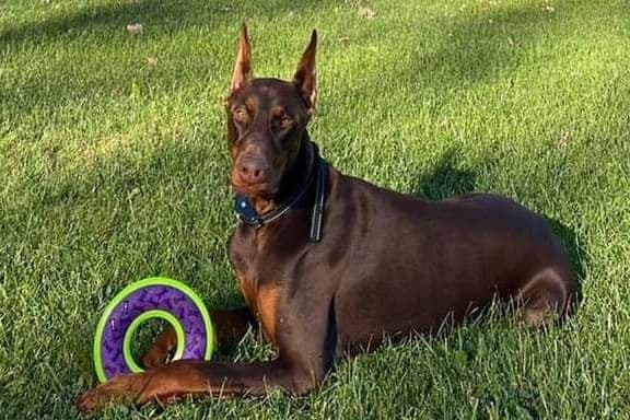 50/50 Euro/American Puppies breeder image 12