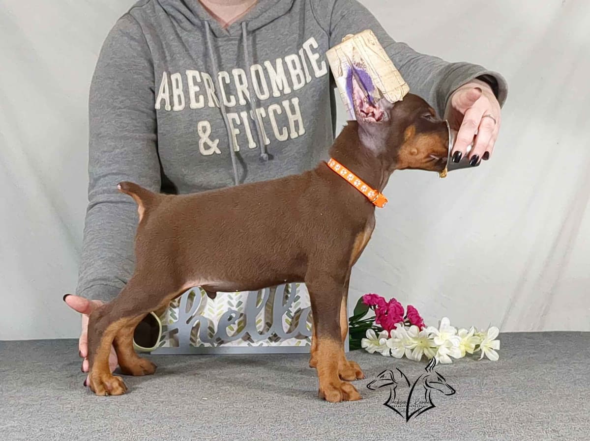 50/50 Euro/American Puppies breeder image 13