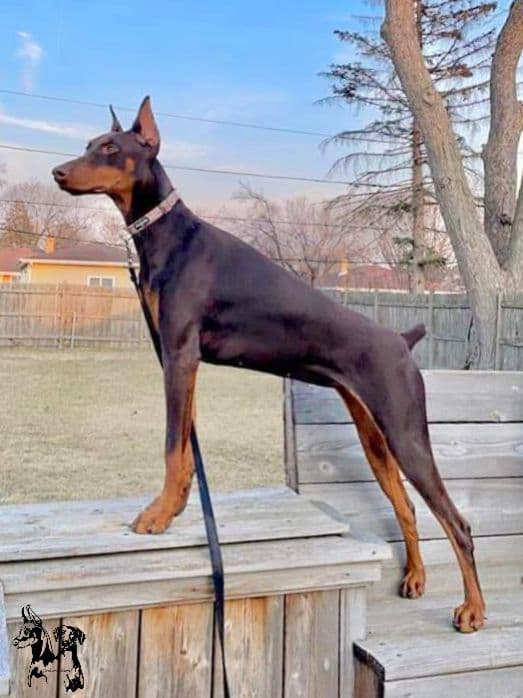 50/50 Euro/American Puppies breeder image 2