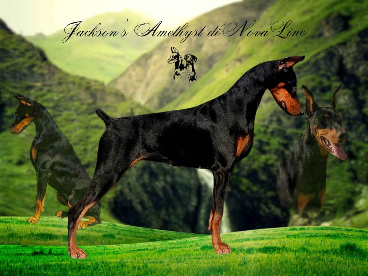 50/50 Euro/American Puppies breeder image 6