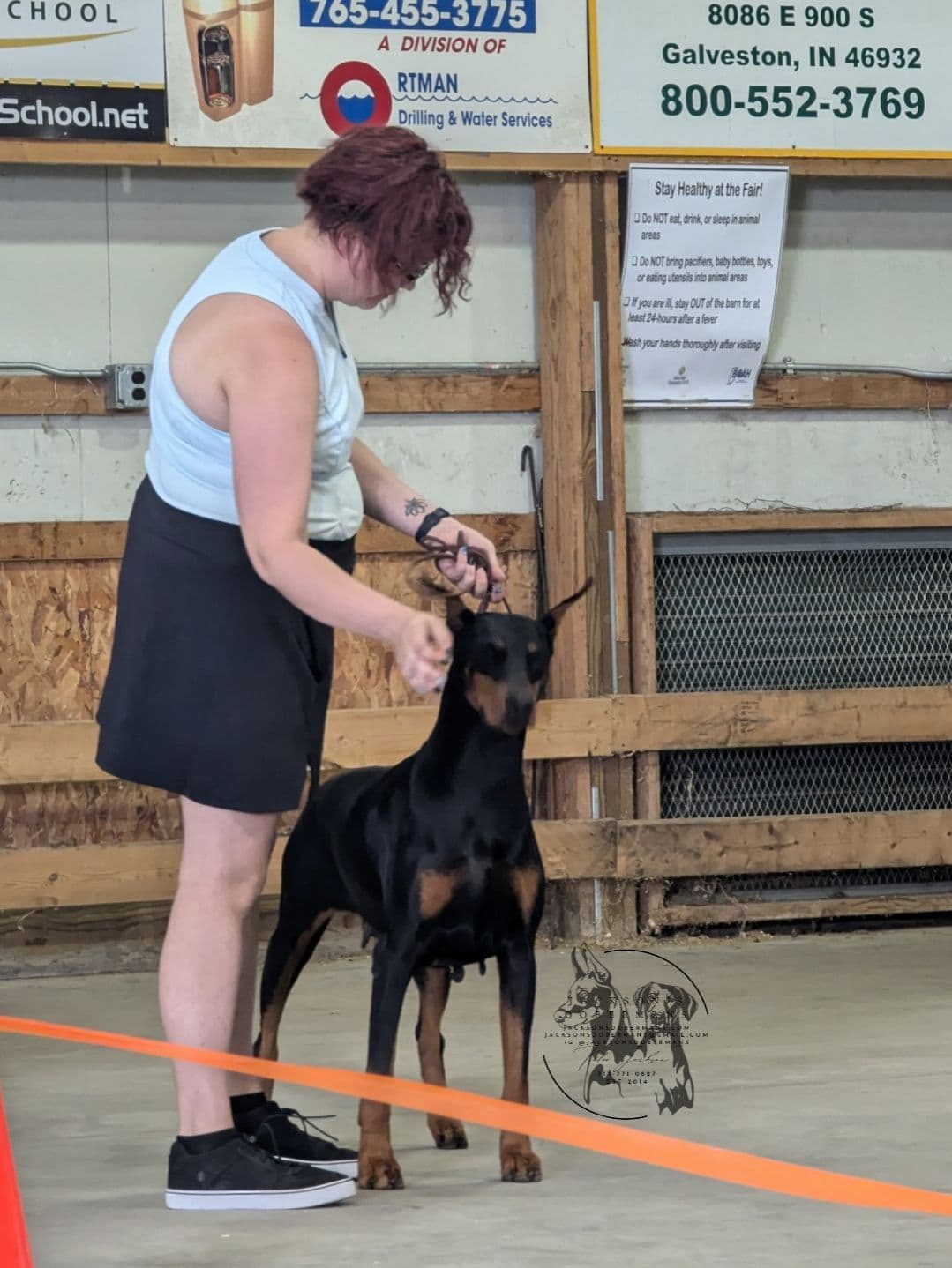 50/50 Euro/American Puppies breeder image 3