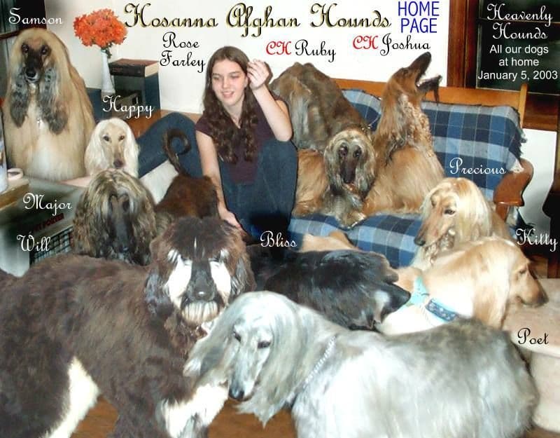 Afghan Hound Puppies breeder image 1