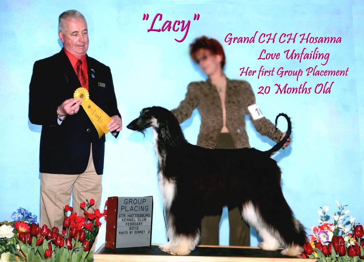 Afghan Hound Puppies breeder image 4