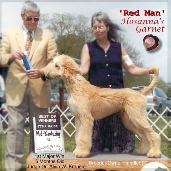 Afghan Hound Puppies breeder image 5