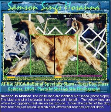 Afghan Hound Puppies breeder image 7