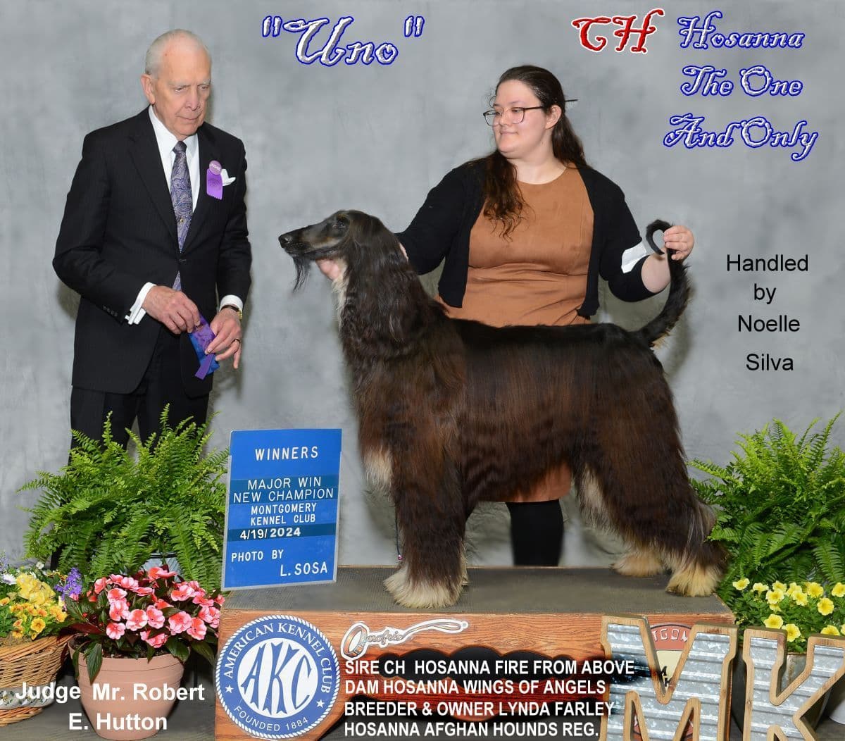 Afghan Hound Puppies breeder image 8