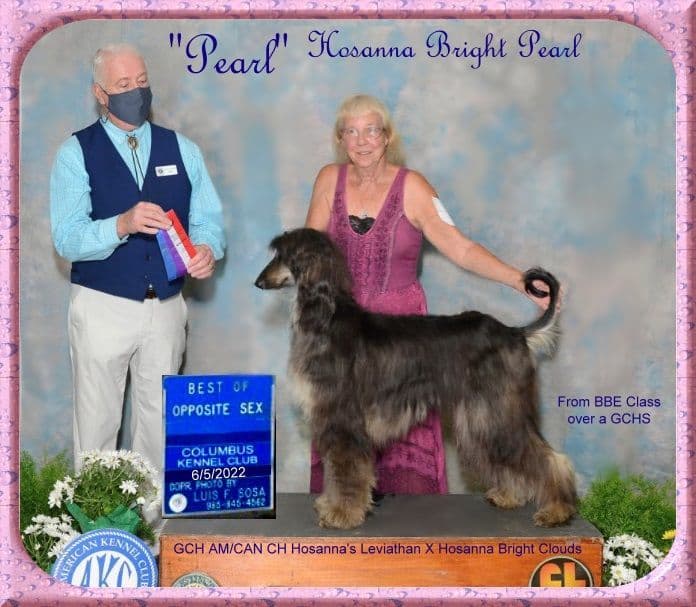 Afghan Hound Puppies breeder image 9