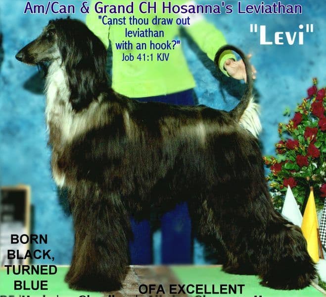 Afghan Hound Puppies breeder image 11