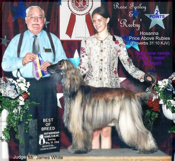 Afghan Hound Puppies breeder image 12