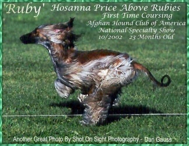 Afghan Hound Puppies breeder image 13
