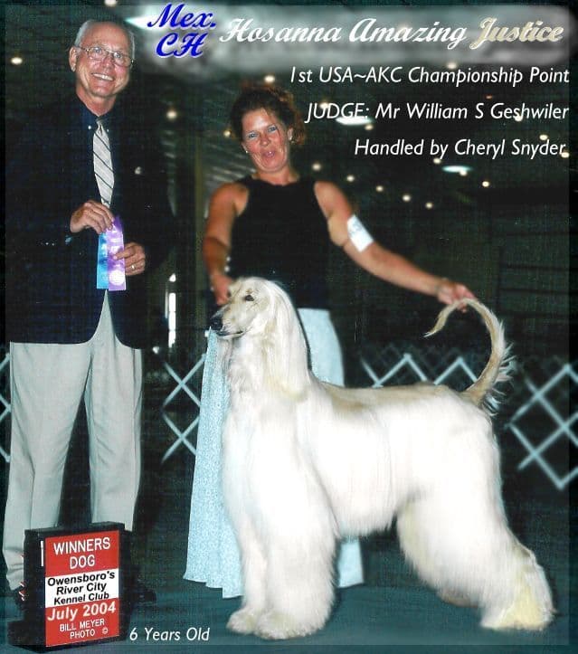 Afghan Hound Puppies breeder image 14