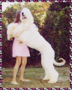 Afghan Hound Puppies breeder image 15
