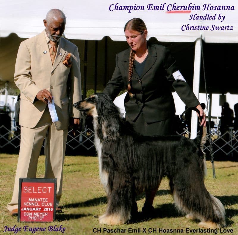 Afghan Hound Puppies breeder image 17