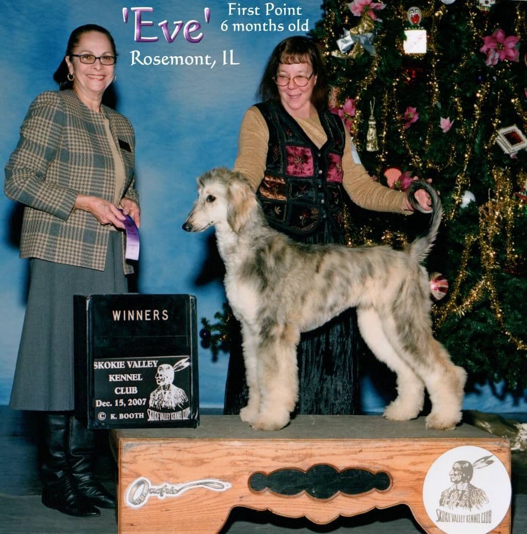 Afghan Hound Puppies breeder image 18