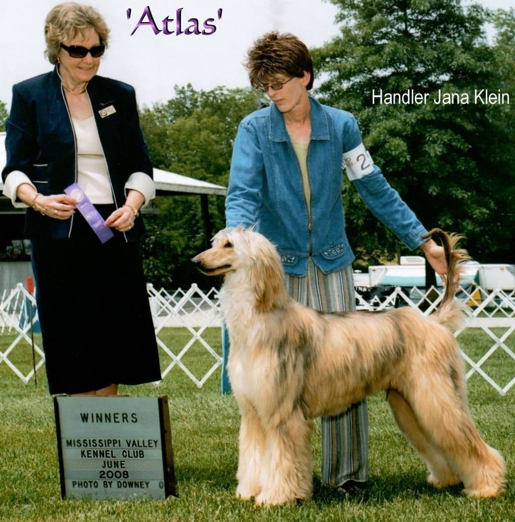 Afghan Hound Puppies breeder image 19