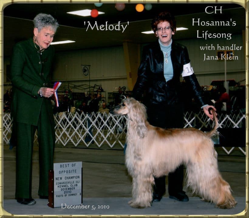 Afghan Hound Puppies breeder image 20