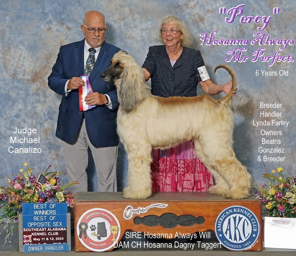 Afghan Hound Puppies breeder image 21