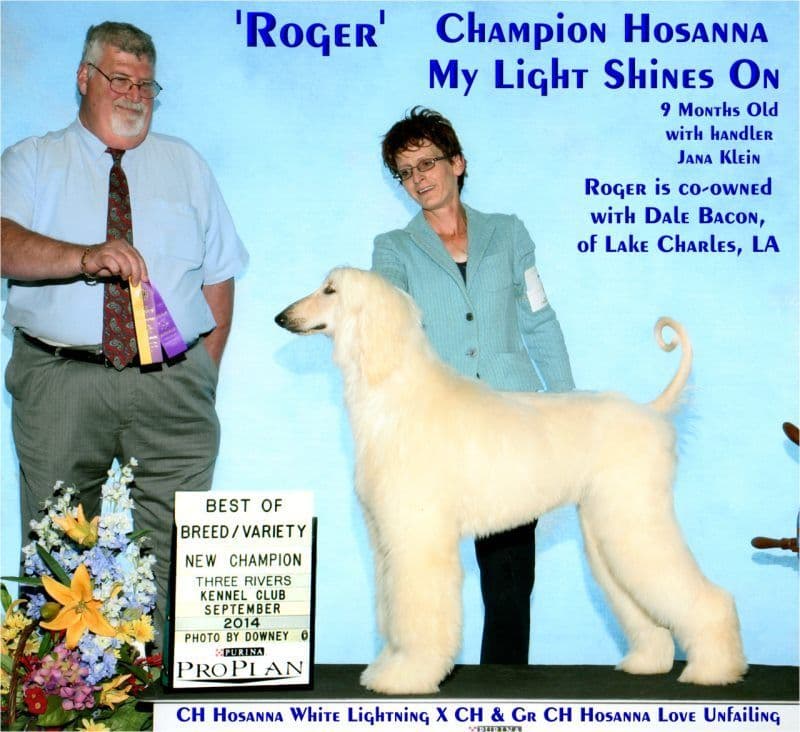 Afghan Hound Puppies breeder image 22