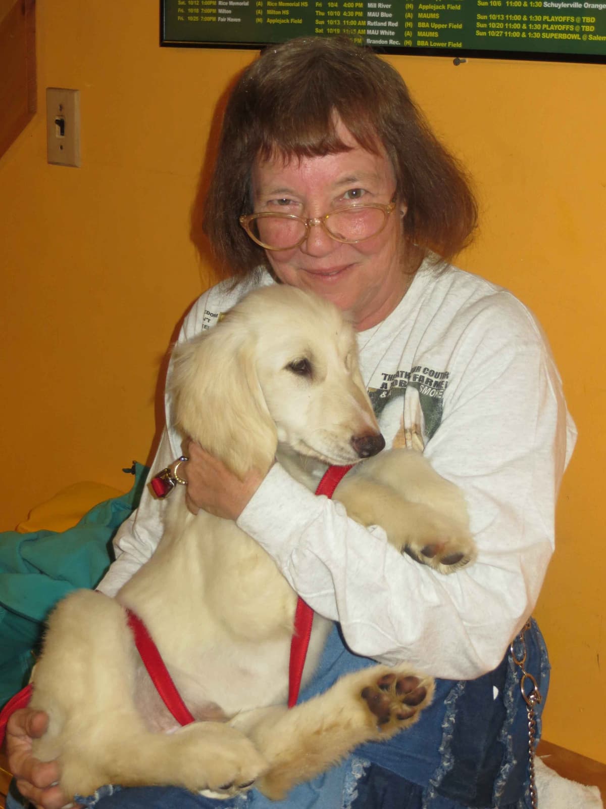 Afghan Hound Puppies breeder image 23