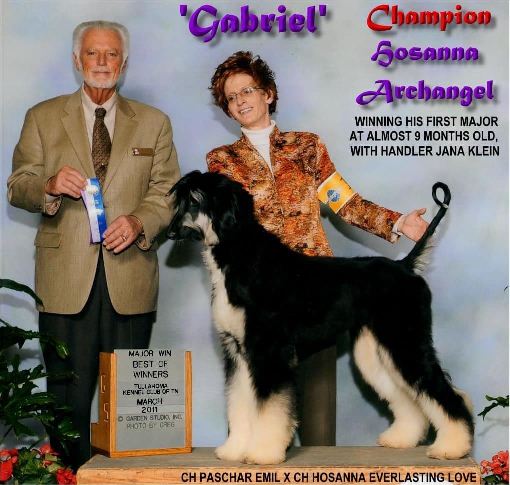 Afghan Hound Puppies breeder image 24