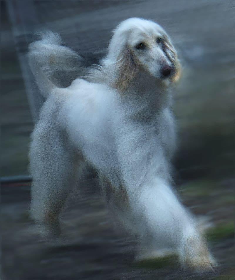 Afghan Hound Puppies breeder image 25