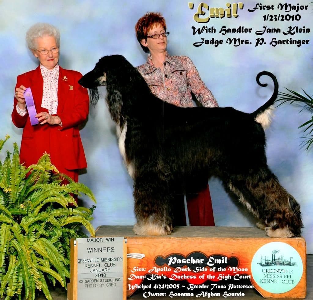 Afghan Hound Puppies breeder image 26