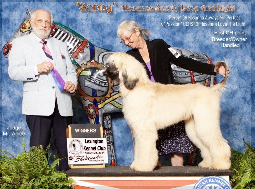 Afghan Hound Puppies breeder image 27