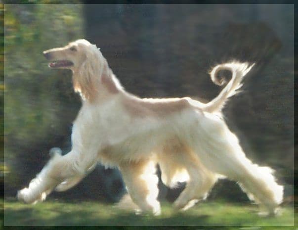 Afghan Hound Puppies breeder image 28