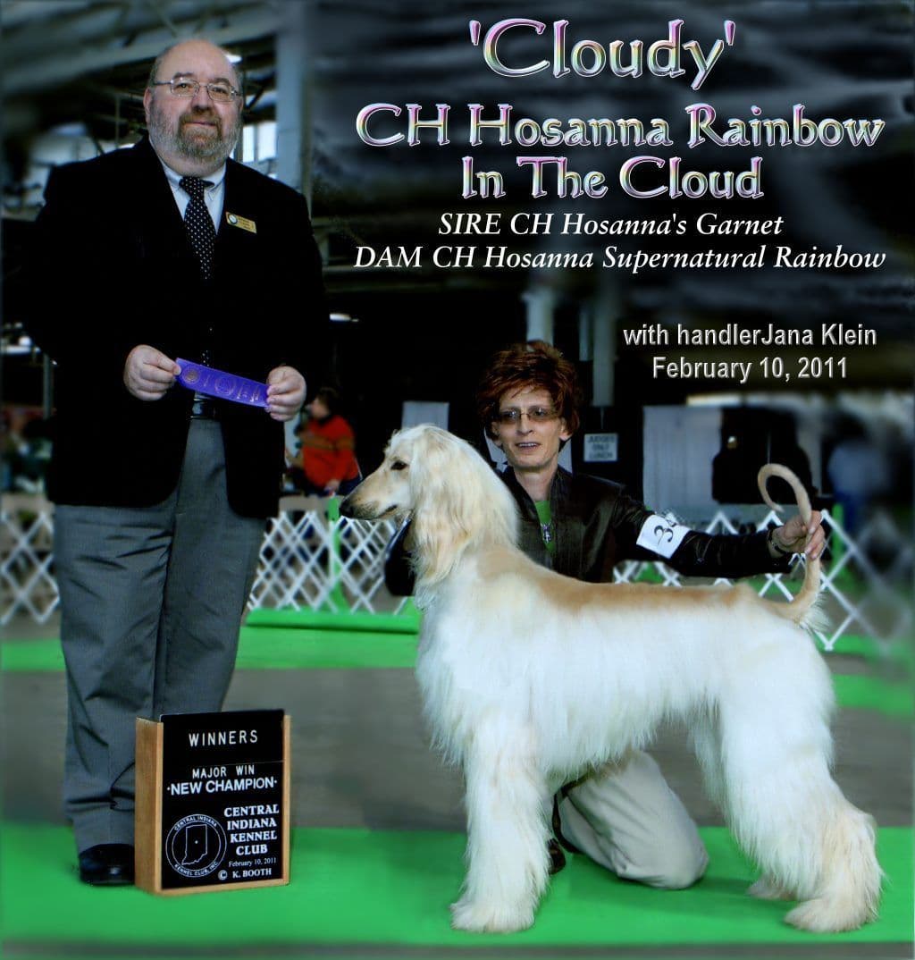 Afghan Hound Puppies breeder image 29