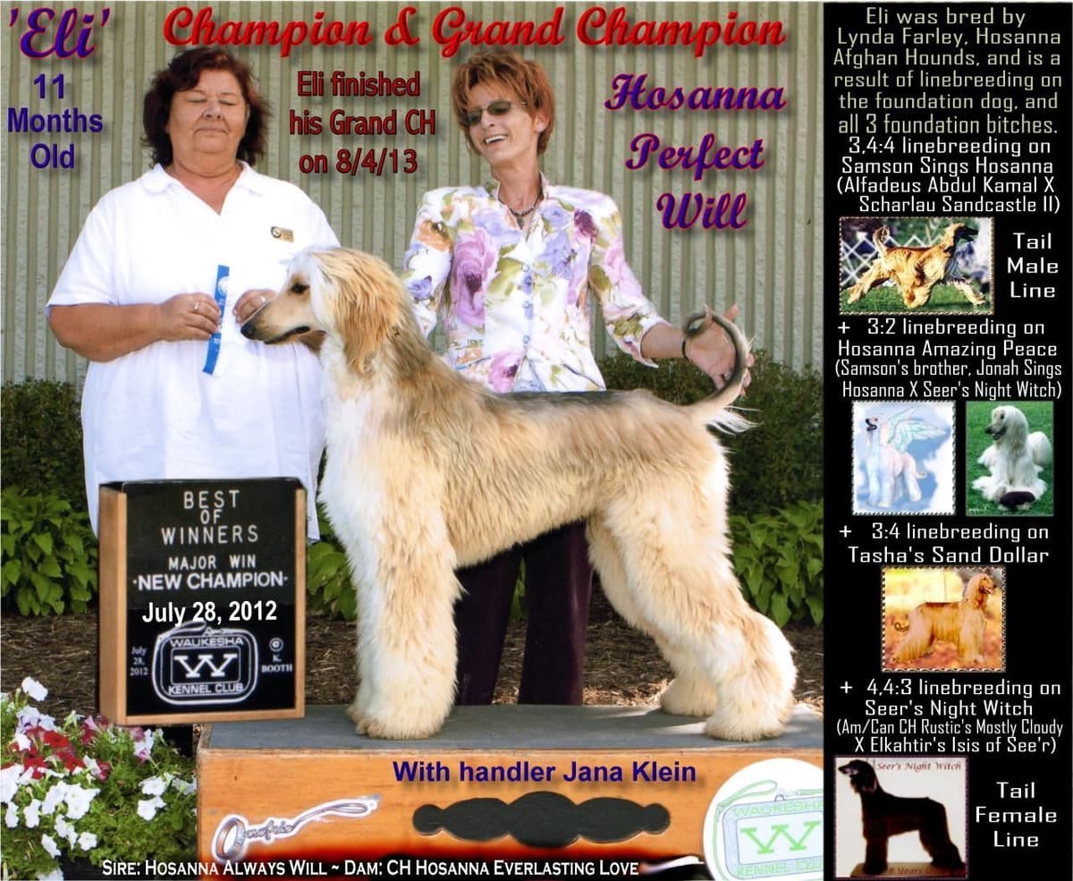 Afghan Hound Puppies breeder image 30