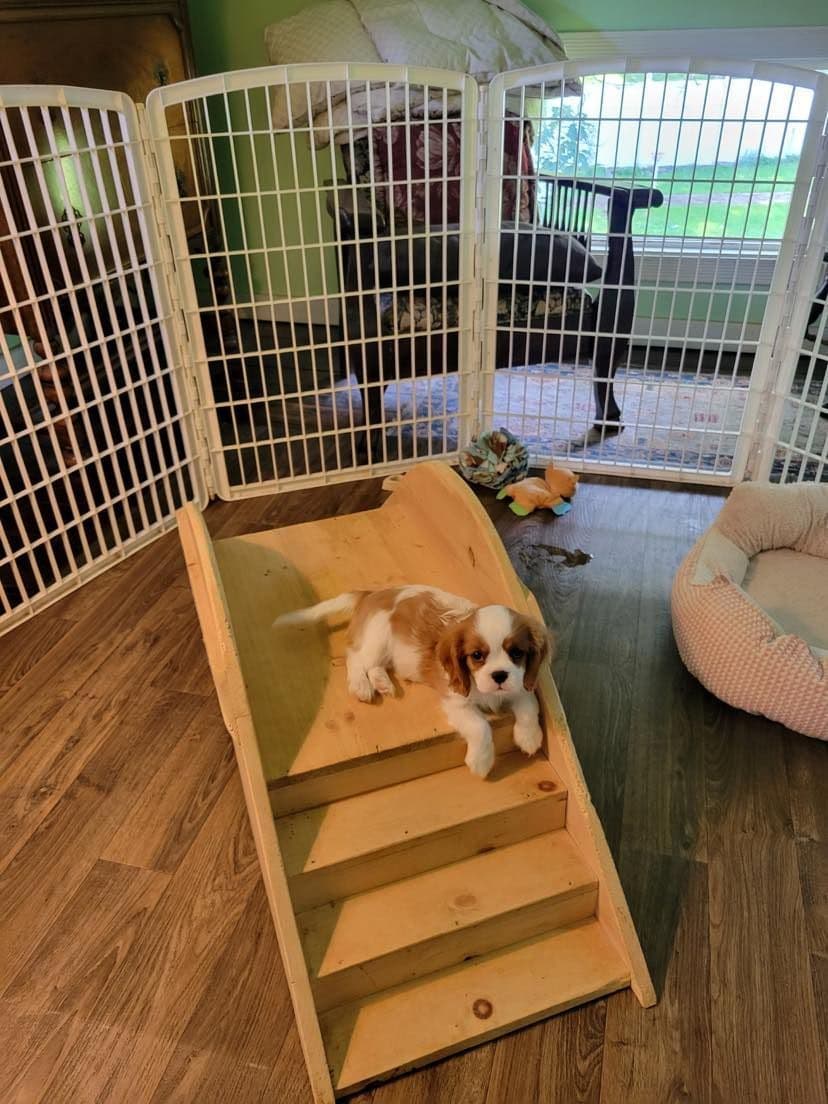 Cavalier King Charles Spaniel Puppies breeder image 7