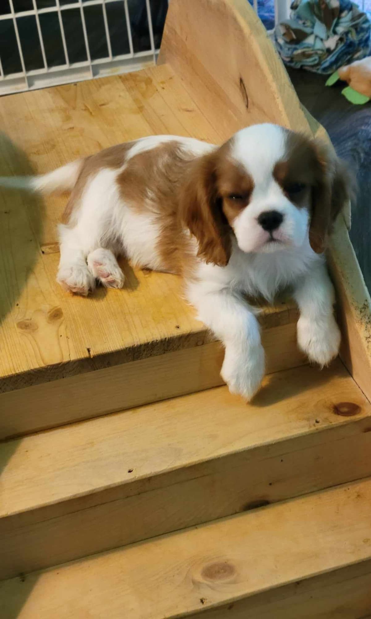 Cavalier King Charles Spaniel Puppies breeder image 5