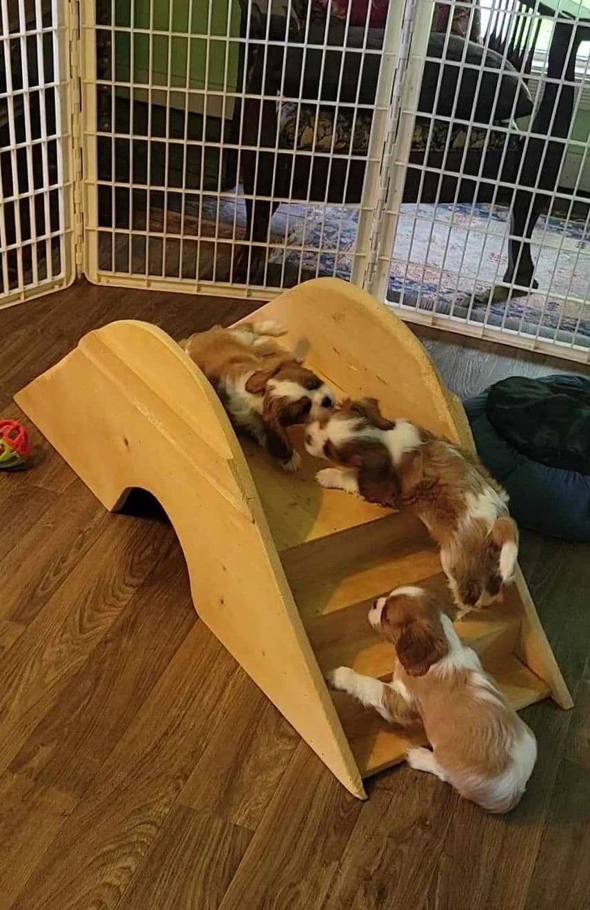 Cavalier King Charles Spaniel Puppies breeder image 6
