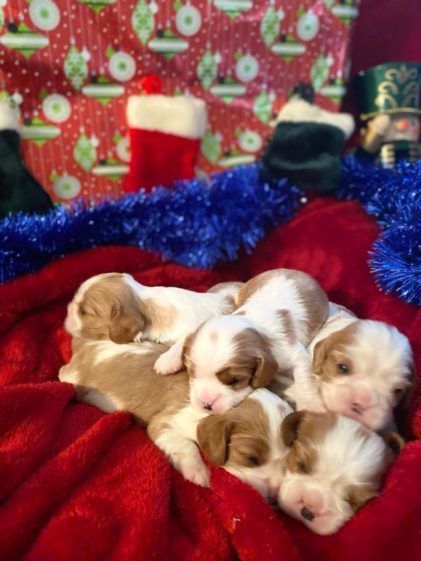 Cavalier King Charles Spaniel Puppies breeder image 8