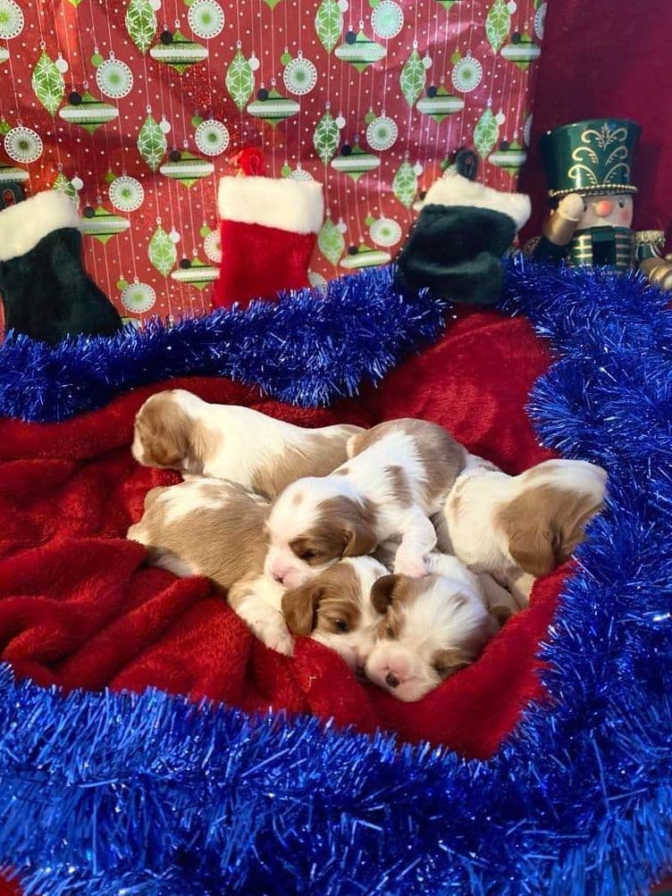 Cavalier King Charles Spaniel Puppies breeder image 9