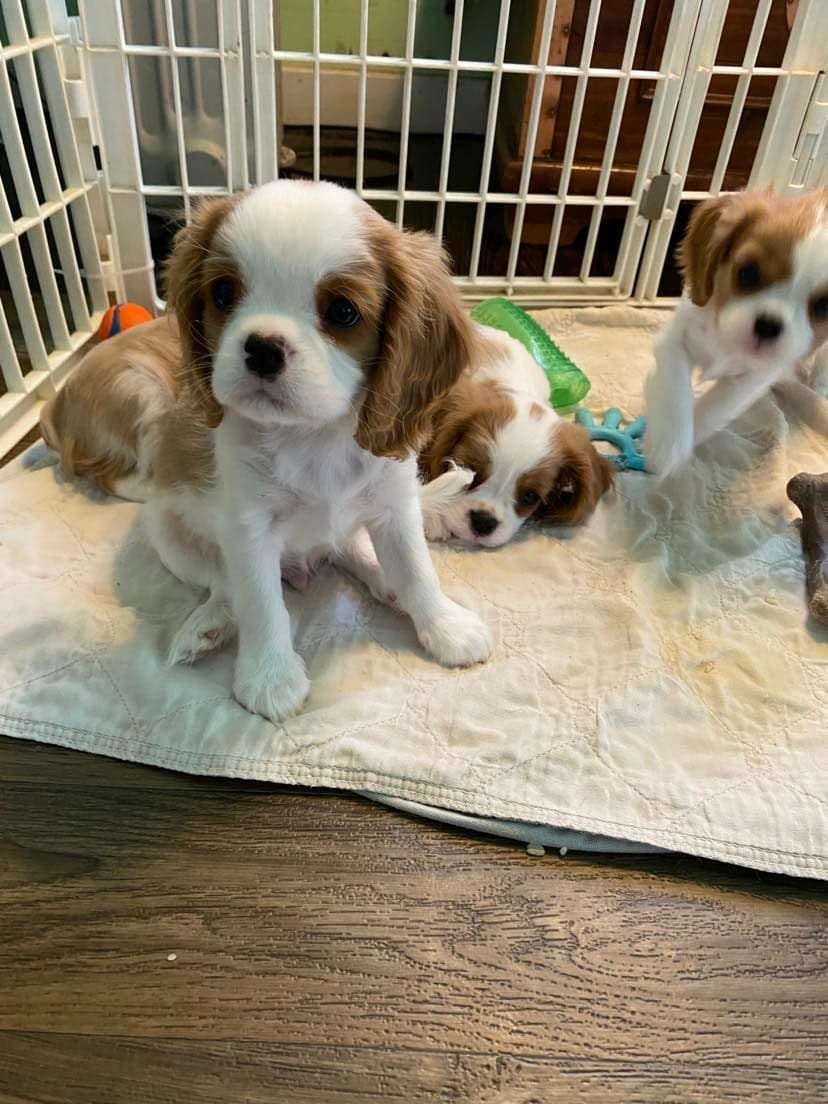 Cavalier King Charles Spaniel Puppies breeder image 10