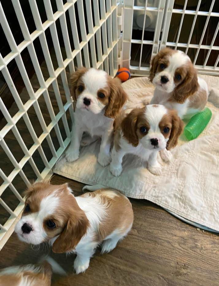Cavalier King Charles Spaniel Puppies breeder image 12
