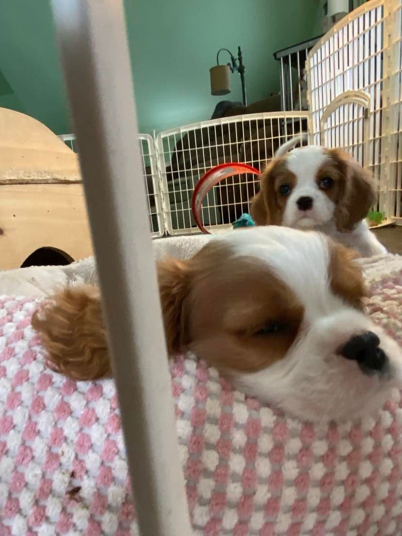 Cavalier King Charles Spaniel Puppies breeder image 14